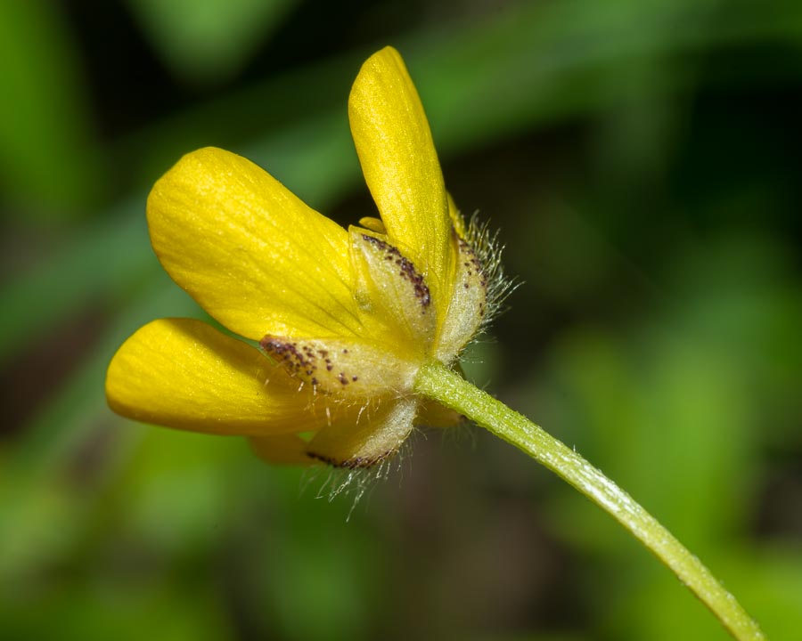 Ranunculus lanuginosus